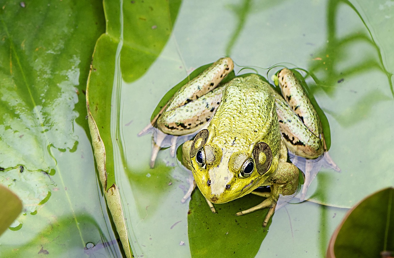 Frog Meets Duck In Maryland: A Peculiar Convergence Of Ross…