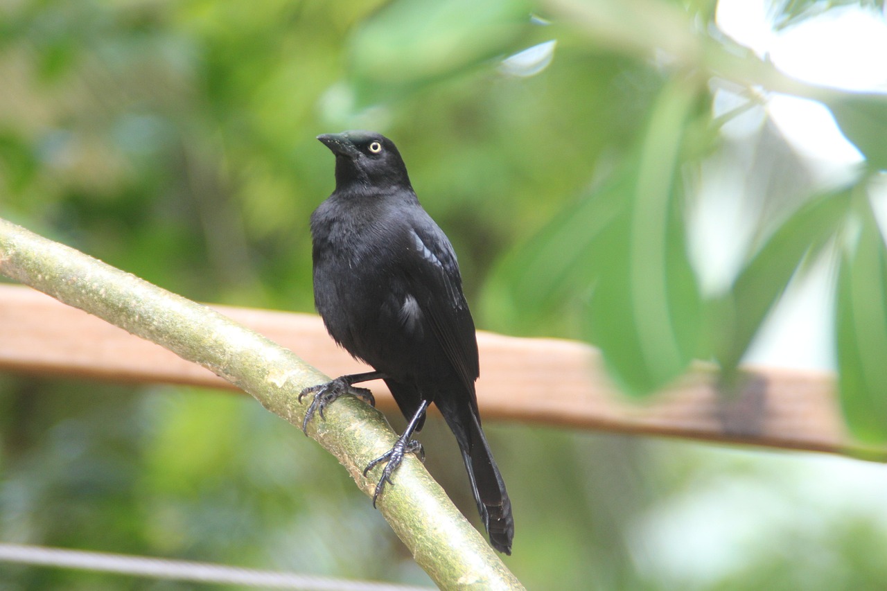 Biological Discoveries:: Unlocking Biological Wonders In Barbados: A Journey Of…