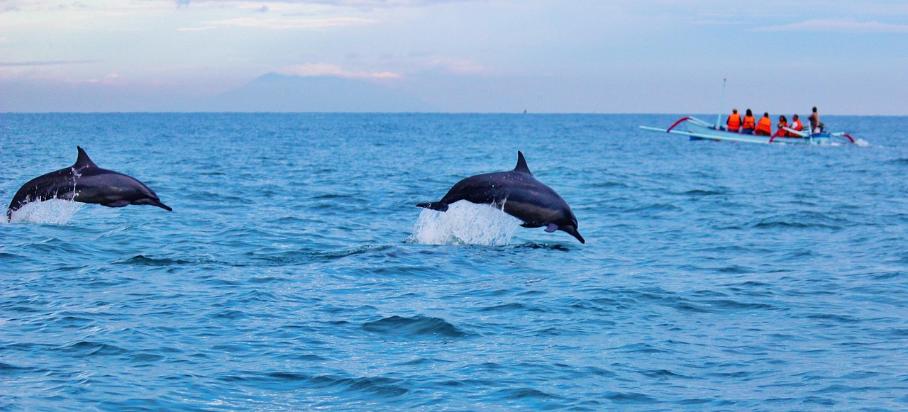 Dolphins Game » Dive Into The Arctic’s Enigmatic Dolphins The…