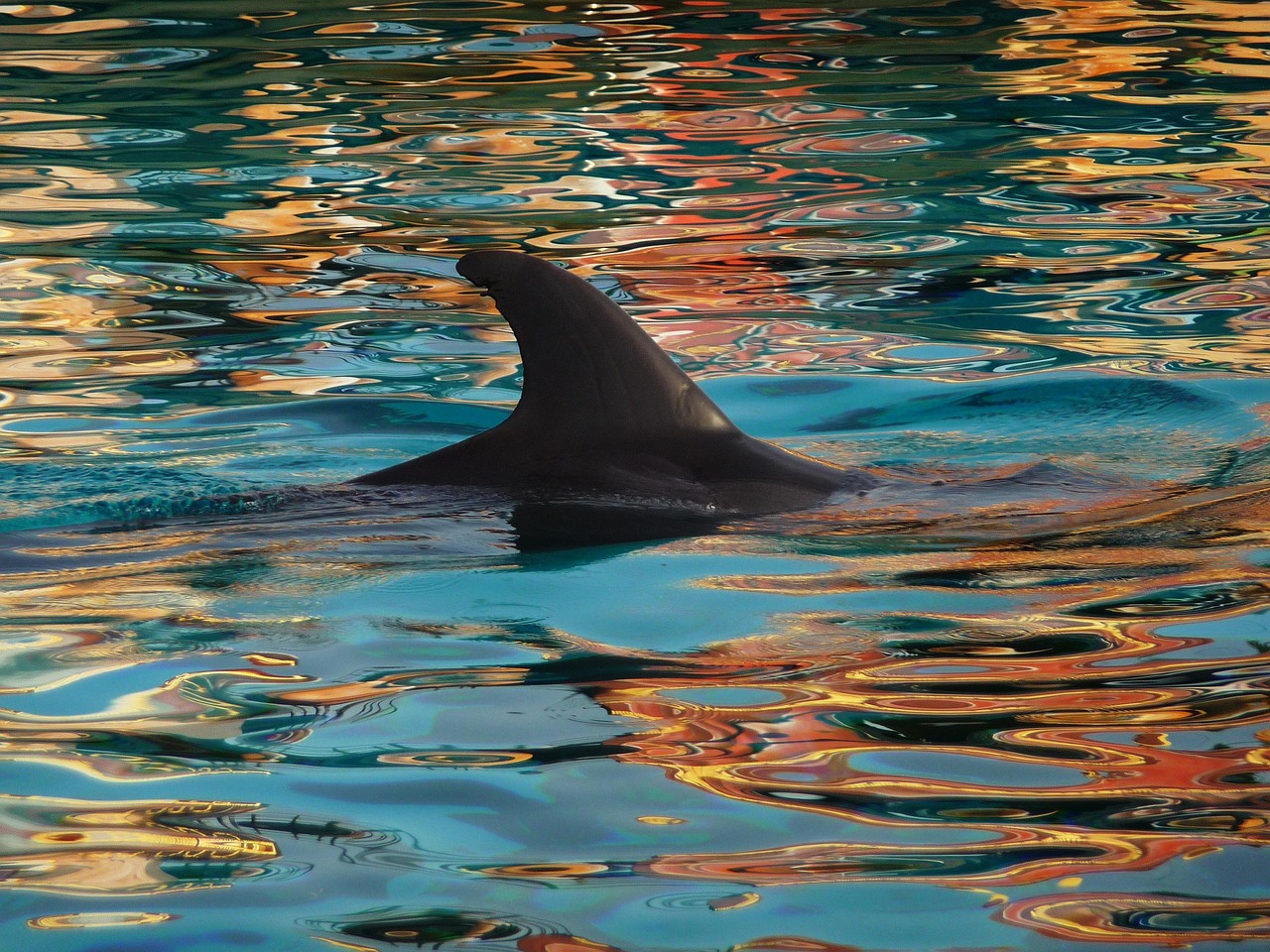 Dolphins Game: Swim With The Dolphins And Explore The Fjords…