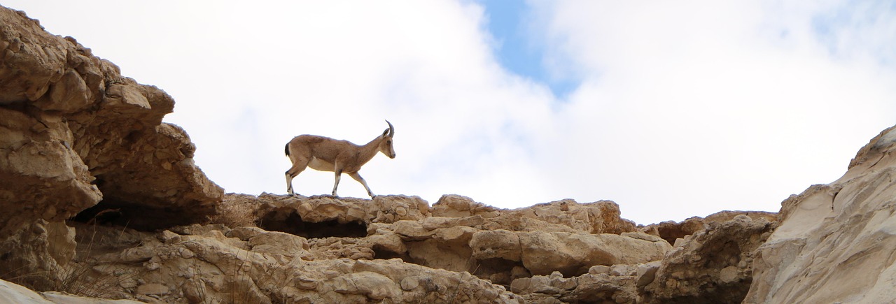 Sports: / Sports In Israel: A Thriving Hub Of Athleticism…