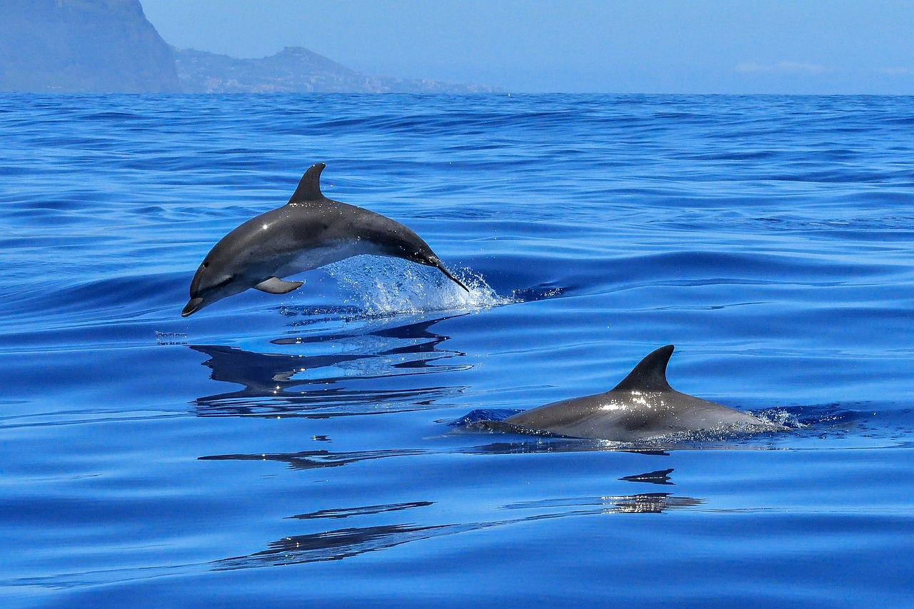 Dolphins Schedule – Discover The Enchanting Dolphin Symphony At Heaven…