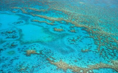 Home 5 Australia: | Dive Into The Land Of The Birds Of…