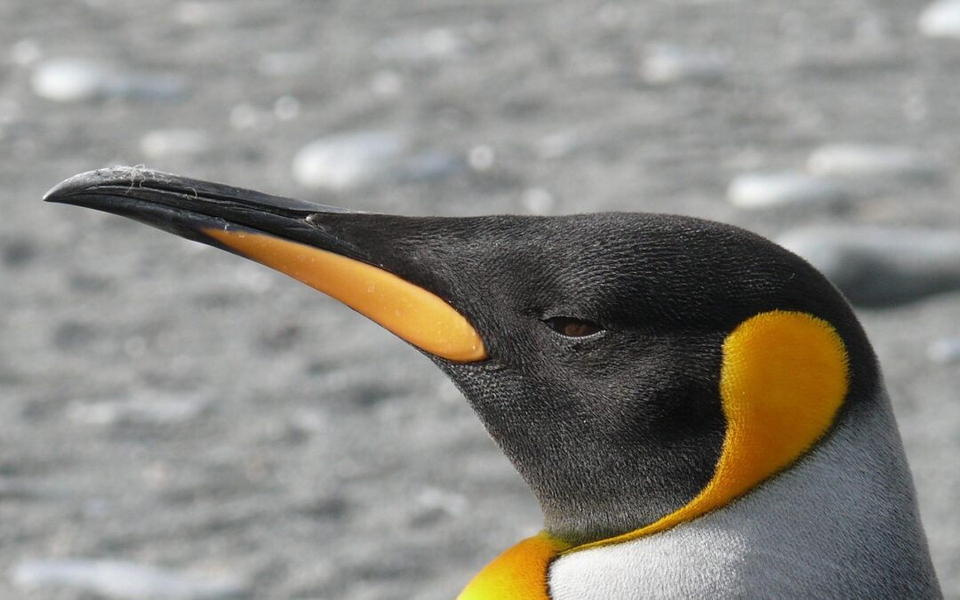 Antarctic Research News: Antarctica: A Frozen World Of Secrets And…