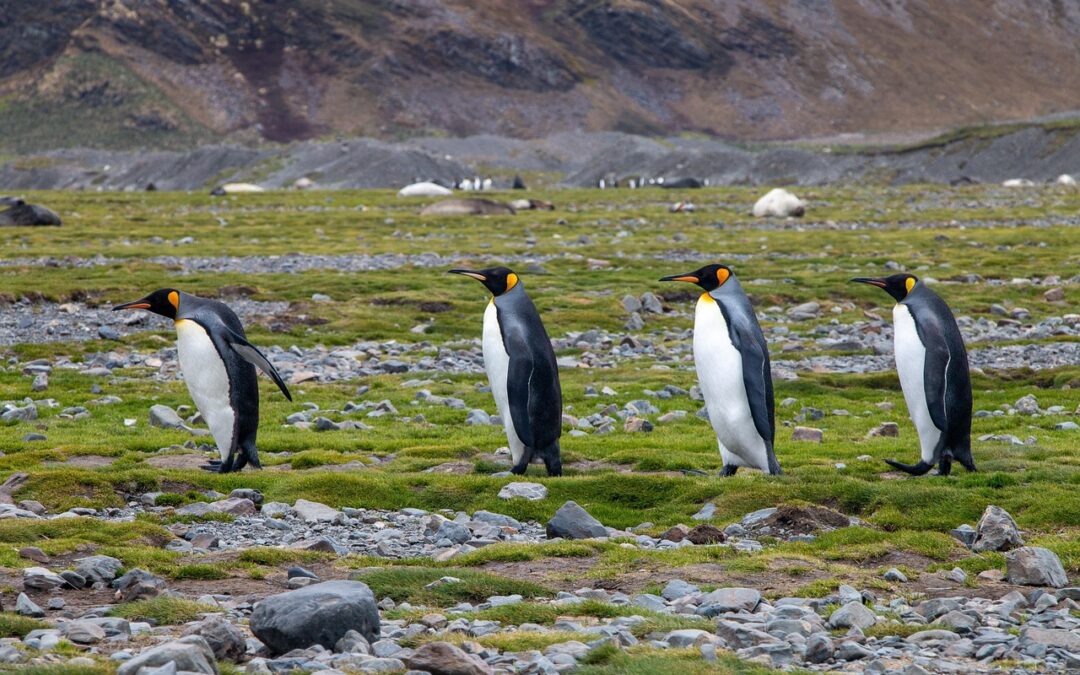 Antarctic Research News » A World Of Discovery: Exploring The…