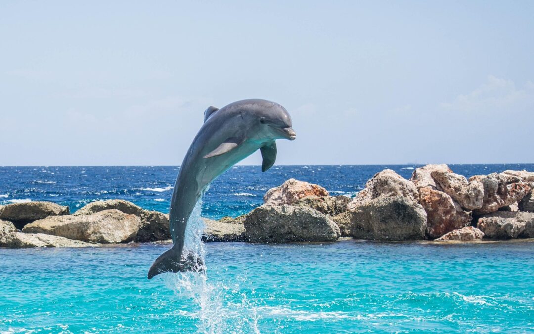 Dolphins Game / Dive Into The Digital Sea: Unlocking The…