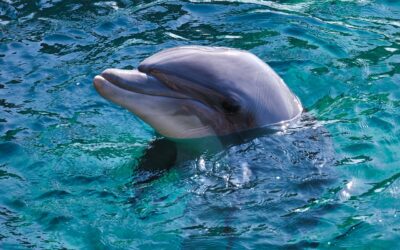 Dolphins Playoff Chances: Dolphins Dive For Playoff Glory: Can They…