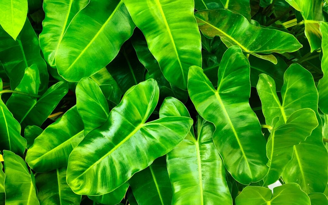 Environmental Science News / Dive Into The Earth And Mali:…