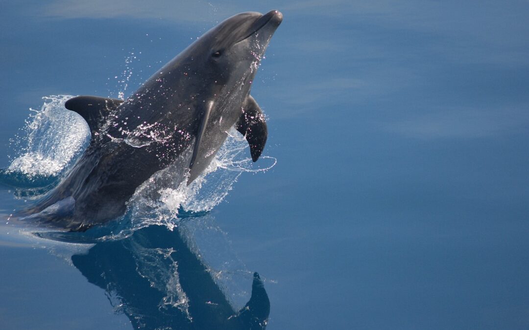 Miami Dolphins Game Today » Dive Into The World Of…