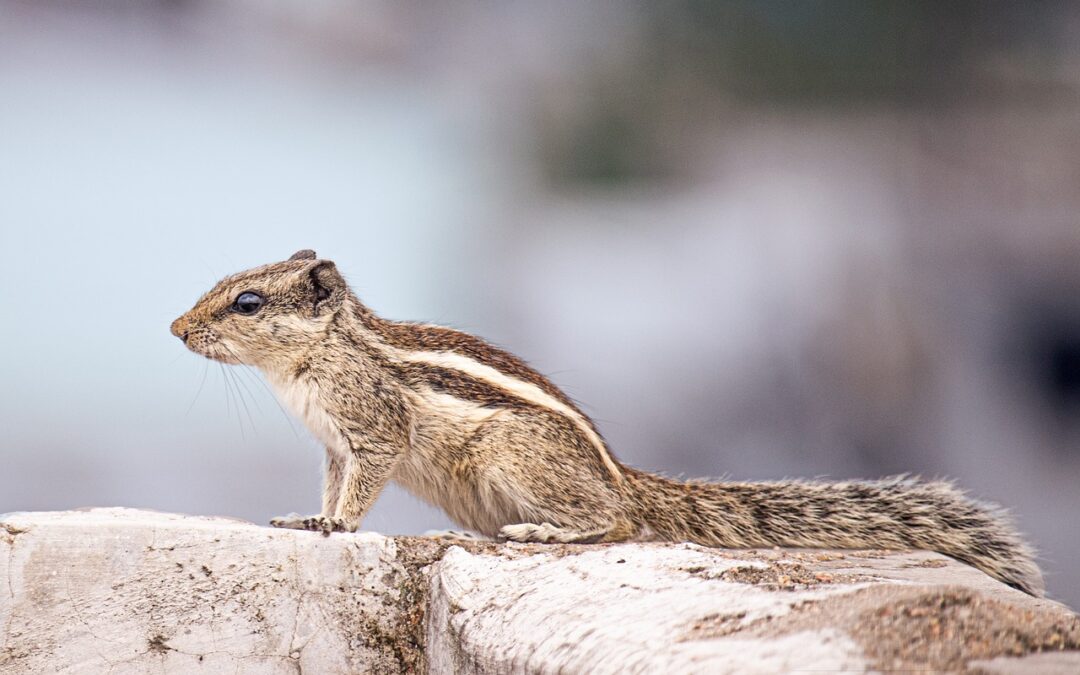 Wildlife » Journey Into The Wild: Uncovering Nature’s Wonders And…