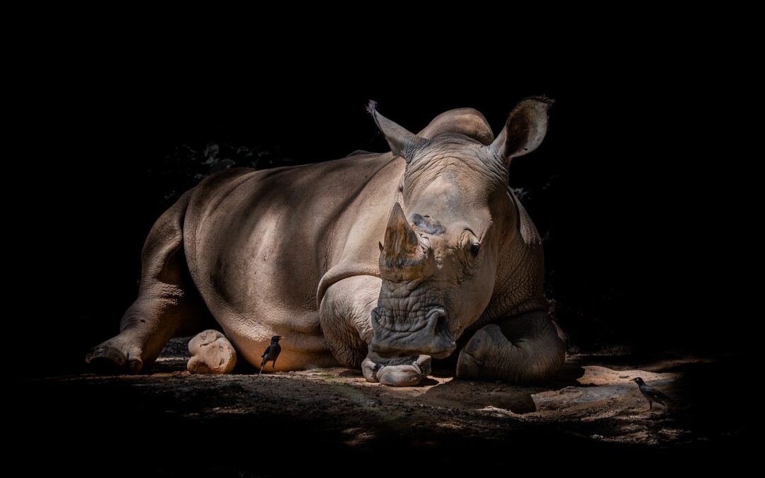 Wildlife » A Peek Into Paradise: Discover The Wonders Of…
