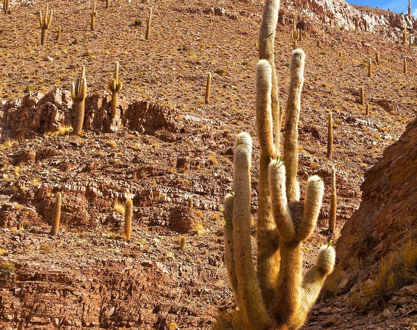 Antarctic Expeditions » Frozen Worlds And Golden Coasts: Adventures In…