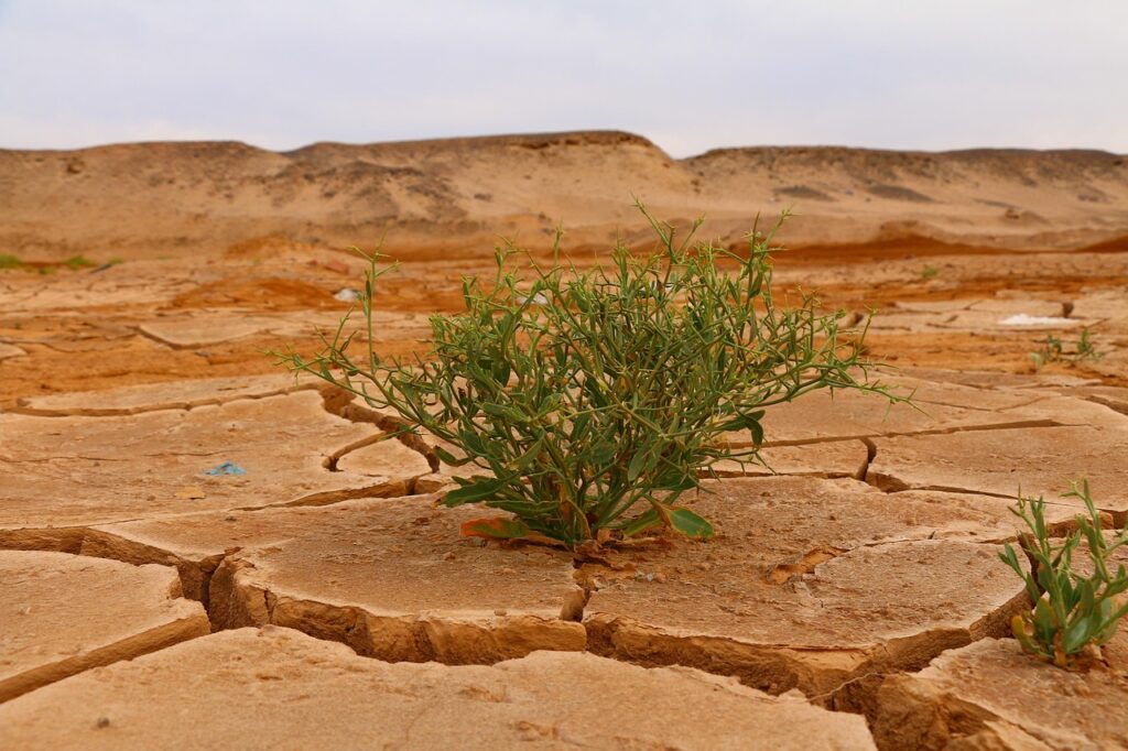 Active Climate Rescue Initiative and Landscape of Laguna Salada 1024x682 1