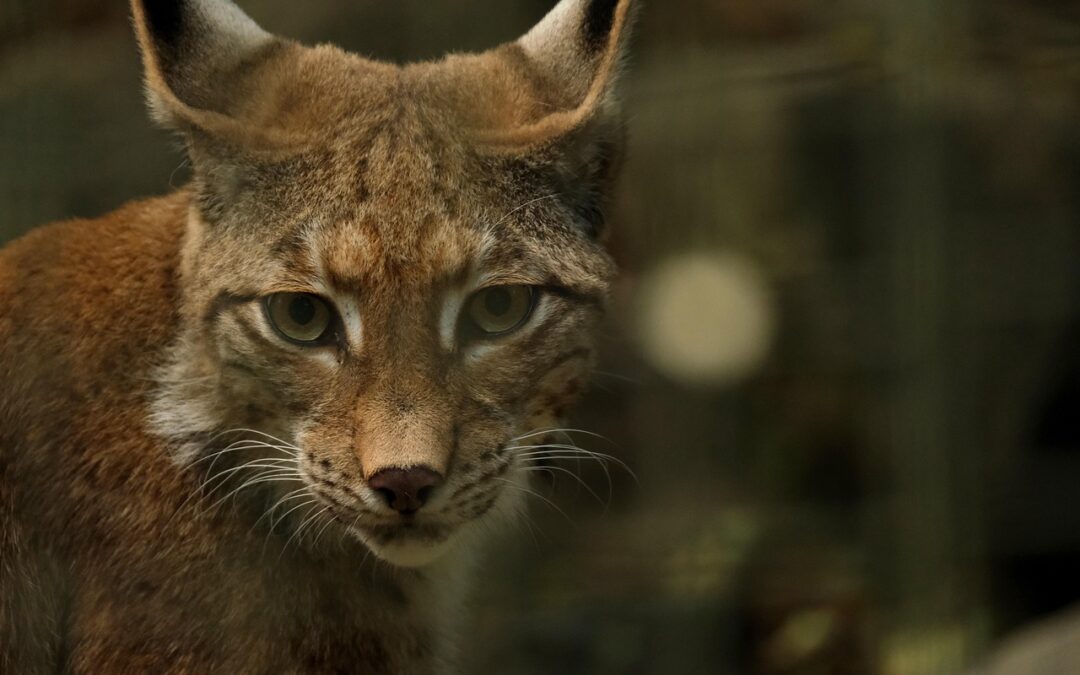 European Union News | “`html Unveiling The European Enigma: A…